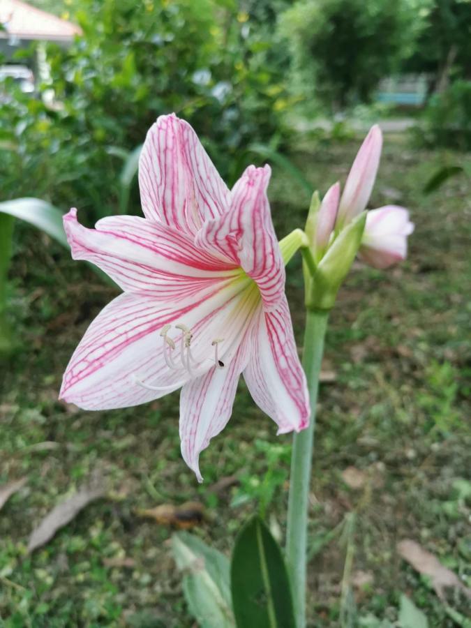Home Garden Chaeson บ้านสวน ชวนฝัน Lampang Exterior photo